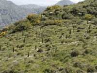 GR, Crete, Rethimnon, Mournes 2, Saxifraga-Jan van der Straaten