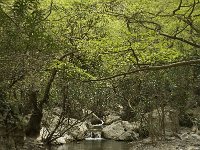 GR, Crete, Rethimnon, Patsos, Antonio Gorge 12, Saxifraga-Willem van Kruijsbergen