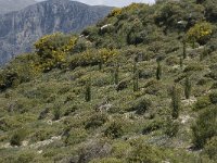 GR, Crete, Rethimnon, Vatos 9, Saxifraga-Willem van Kruijsbergen