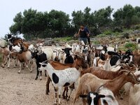 GR, Ionia Nisia, Kefalonia 16, Saxifraga-Foto Fitis-Sytske Dijksen