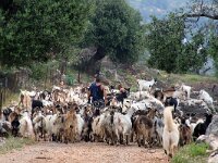 GR, Ionia Nisia, Kefalonia 17, Saxifraga-Foto Fitis-Sytske Dijksen