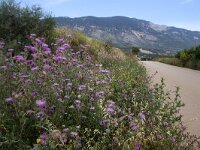 GR, Ionia Nisia, Kefalonia, Ainosslope 2, Saxifraga-Foto Fitis-Sytske Dijksen