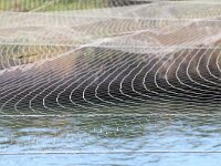 GR, Ionia Nisia, Lefkas 3, Saxifraga-Foto Fitis-Sytske Dijksen