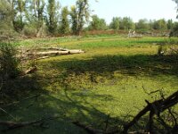 H, Bacs-Kiskun, Ulopszállás, Kiskunsag NP 10, Saxifraga-Ferenc Sipos