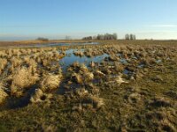 H, Bacs-Kiskun, Ulopszállás, Kiskunsag NP 6, Saxifraga-Ferenc Sipos