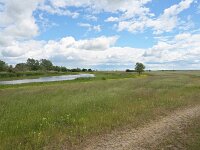 H, Borsod-Abauj-Zemplen, Tiszababolna, Little Hortobagy 4, Saxifraga-Tom Heijnen