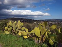 I, Siracusa, Ferla 3, Saxifraga-Hans Dekker