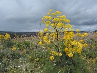 I, Siracusa, Ferla, Pantalica 2, Saxifraga-Hans Dekker