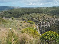 I, Siracusa, Ferla, Pantalica 8, Saxifraga-Hans Dekker