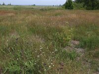 LV, Kurzeme, Rucava, Dabas parks Pape 104, Saxifraga-Hans Boll