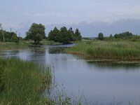 LV, Kurzeme, Rucava, Dabas parks Pape 108, Saxifraga-Hans Boll