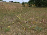 LV, Kurzeme, Rucava, Dabas parks Pape 97, Saxifraga-Hans Boll