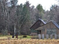 LV, Kurzeme, Talsu novads, Sliteres nacionalais parks 9, Saxifraga-Tom Heijnen