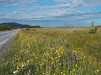 N, Nordland, Andoy, Andoya 25, Saxifraga-Hans Dekker