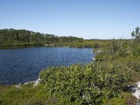 N, Nordland, Andoy, Bleikmorenen 25, Saxifraga-Willem van Kruijsbergen