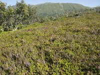 N, Nordland, Andoy, Bleikmorenen 26, Saxifraga-Willem van Kruijsbergen