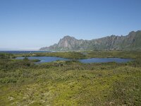 N, Nordland, Andoy, Bleikmorenen 29, Saxifraga-Willem van Kruijsbergen