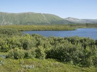 N, Nordland, Andoy, Bleikmorenen 33, Saxifraga-Willem van Kruijsbergen