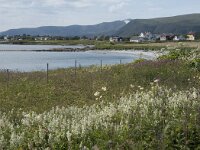 N, Nordland, Andoy, Dverberg 2, Saxifraga-Willem van Kruijsbergen