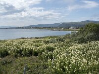 N, Nordland, Andoy, Dverberg 5, Saxifraga-Willem van Kruijsbergen