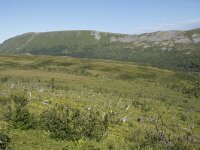 N, Nordland, Andoy, Nonstinden 35, Saxifraga-Willem van Kruijsbergen