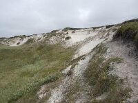 N, Nordland, Andoy, Sandhaugan 23, Saxifraga-Willem van Kruijsbergen