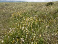 N, Nordland, Andoy, Skarstein 10, Saxifraga-Willem van Kruijsbergen