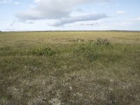 N, Nordland, Andoy, Skarstein 16, Saxifraga-Willem van Kruijsbergen