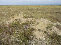 N, Nordland, Andoy, Skarstein 28, Saxifraga-Willem van Kruijsbergen