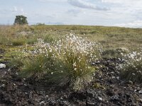 N, Nordland, Andoy, Skarstein 4, Saxifraga-Willem van Kruijsbergen