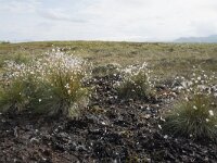 N, Nordland, Andoy, Skarstein 5, Saxifraga-Willem van Kruijsbergen