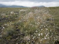 N, Nordland, Andoy, Skarstein 7, Saxifraga-Willem van Kruijsbergen