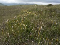 N, Nordland, Andoy, Skarstein 9, Saxifraga-Willem van Kruijsbergen