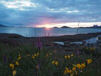 N, Nordland, Bodo 36, Saxifraga-Hans Dekker