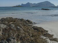 N, Nordland, Flakstad, Fredvang 1, Saxifraga-Jan van der Straaten