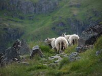 N, Nordland, Flakstad, Fredvang 45, Saxifraga-Hans Dekker