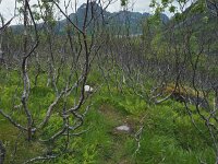 N, Nordland, Flakstad, Fredvang 74, Saxifraga-Hans Dekker