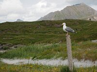 N, Nordland, Flakstad, Fredvang 78, Saxifraga-Hans Dekker