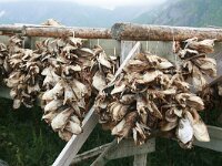 N, Nordland, Flakstad, Nusfjord 2, Saxifraga-Marjan van der Heide