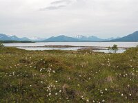 N, Nordland, Hamaroy, Skutvik 1, Saxifraga-Hans Dekker