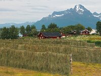 N, Nordland, Hamaroy, Skutvik 11, Saxifraga-Hans Dekker