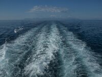 N, Nordland, Moskenes 16, Saxifraga-Marijke Verhagen