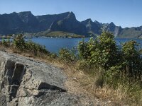 N, Nordland, Moskenes 19, Saxifraga-Marijke Verhagen