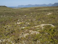 N, Nordland, Oksnes, Gisloya 49, Saxifraga-Willem van Kruijsbergen