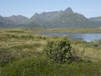 N, Nordland, Oksnes, Gisloya 6, Saxifraga-Willem van Kruijsbergen