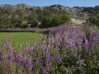 N, Nordland, Somna, Vennesund 2, Saxifraga-Jan van der Straaten
