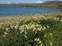 N, Nordland, Somna, Vennesund 3, Saxifraga-Jan van der Straaten