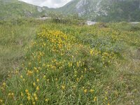 N, Nordland, Vagan, Djeveldalen 27, Saxifraga-Willem van Kruijsbergen