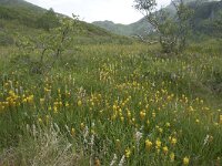 N, Nordland, Vagan, Djeveldalen 4, Saxifraga-Willem van Kruijsbergen