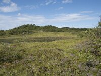 N, Nordland, Vagan, Hellhaugen 17, Saxifraga-Willem van Kruijsbergen